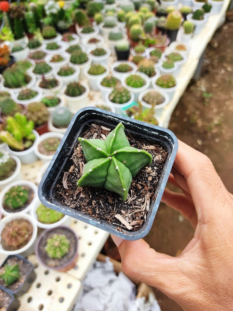 Xương rồng ASTRO xanh (nhiều size)