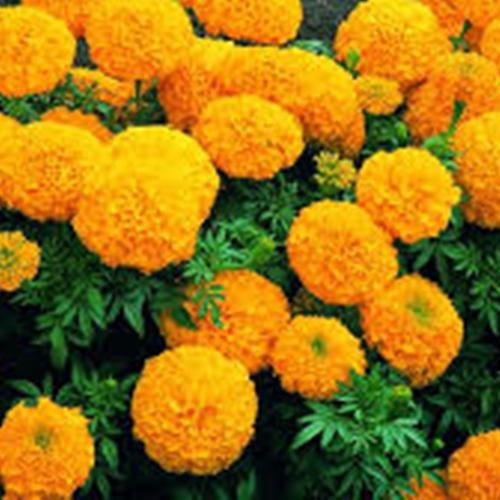 Hạt giống Hoa Cúc Vạn Thọ Mỹ. Túi 50 Hạt. Giống Tốt - Kèm Quà Tặng