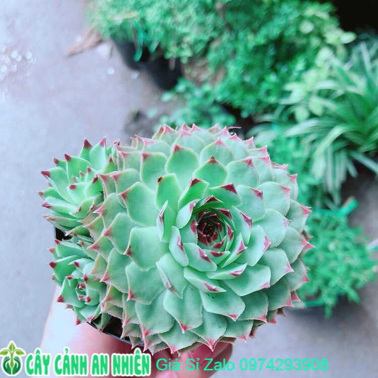 Phật Bà Viền Đỏ