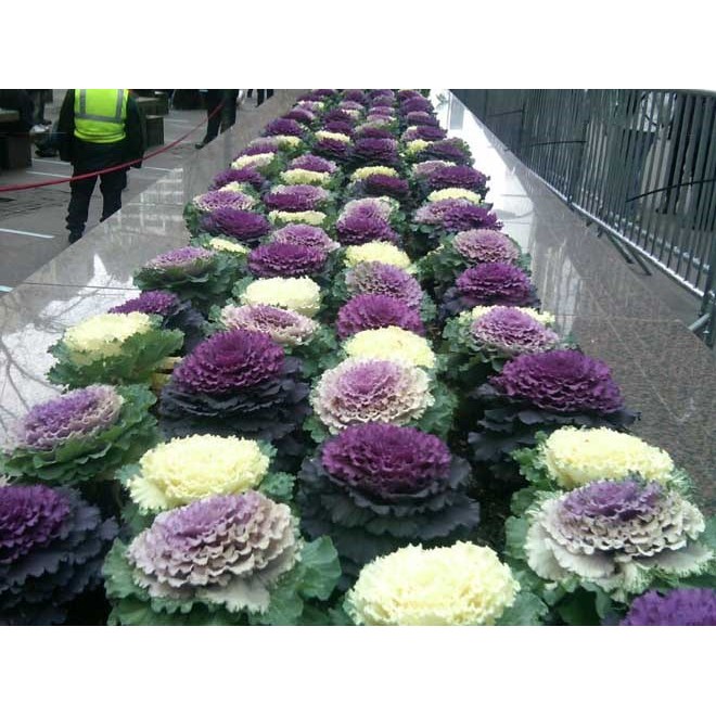 Hạt giống Hoa Bắp Cải nhiều màu ( 20 hạt)