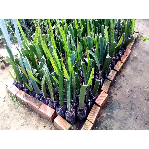 Cây Giống Thăng Long Vỏ Vàng