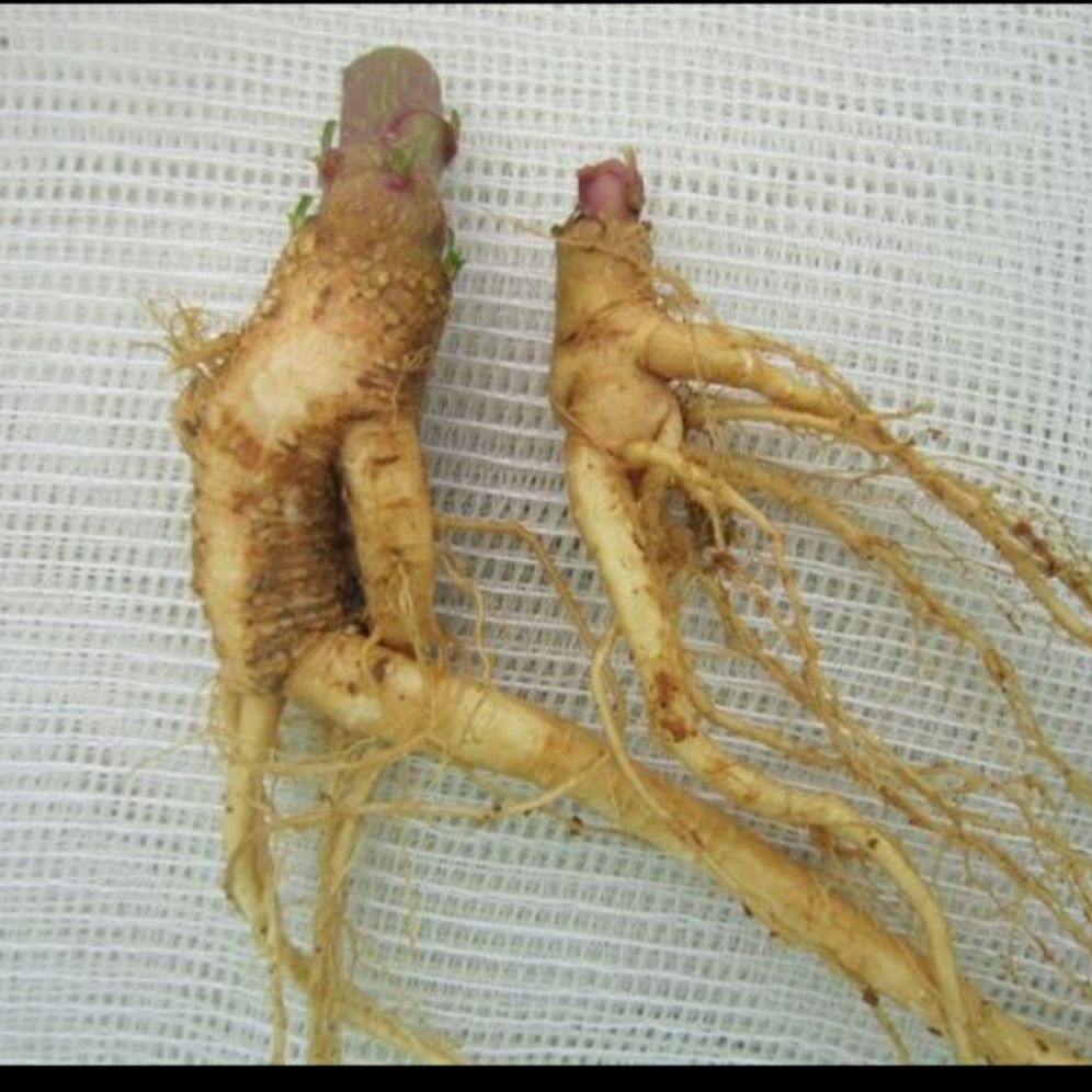 rễ cây sâm thương lục,1kg