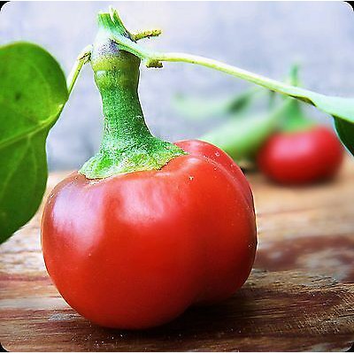 Hạt giống Ớt Bí Ngô Cherry F1