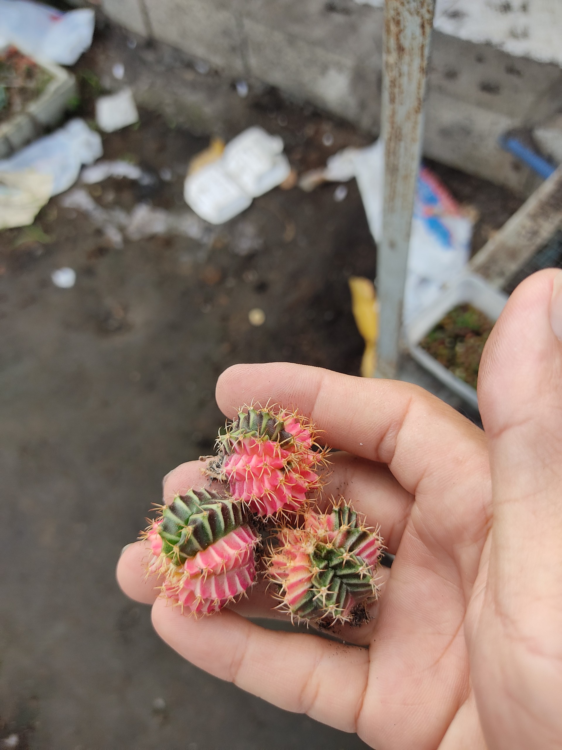 Xương rồng GYM LEM mini (size 2-3 cm)