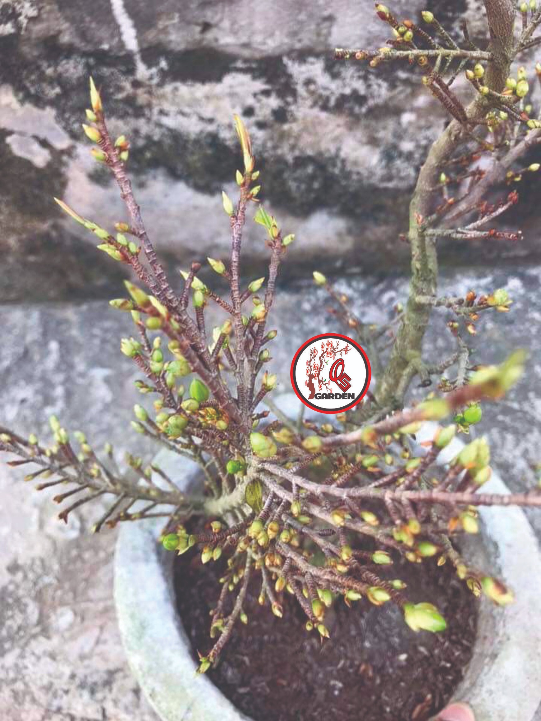 Cây Hoa mai giống siêu bông