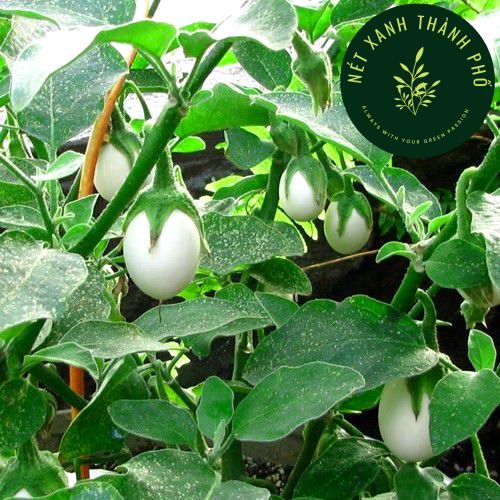 [GIAO HÀNG 2 GIỜ] Hạt giống cà trứng ngỗng