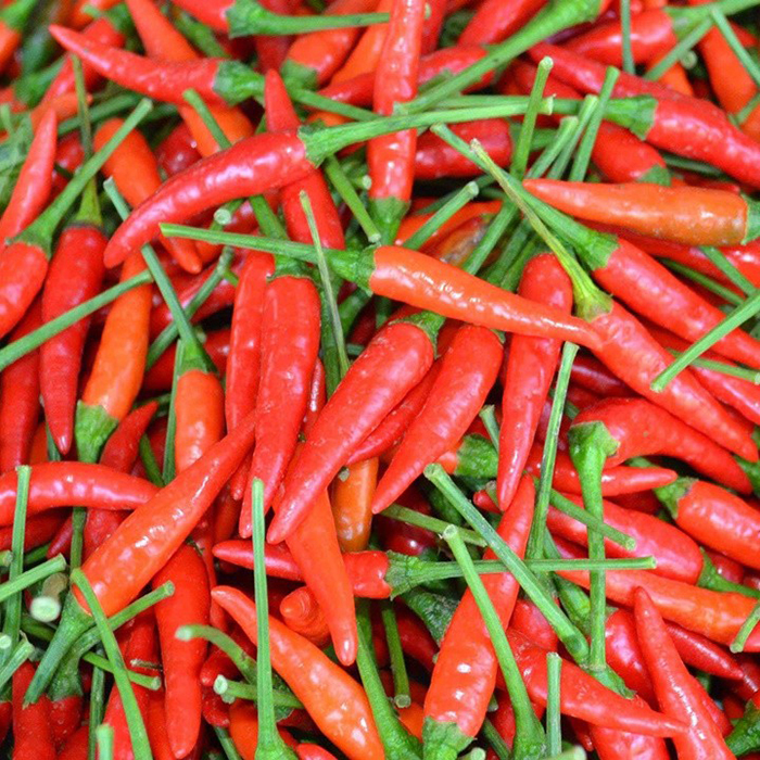 Hạt Giống Ớt Hiểm Sai Trái (20 Hạt)