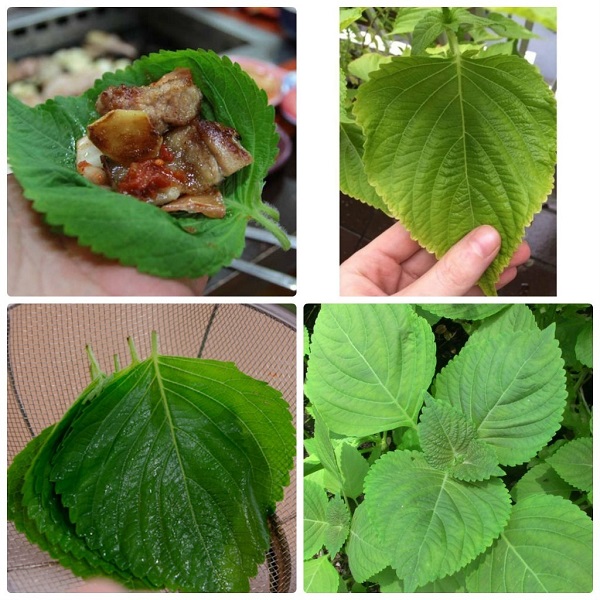 Hạt giống rau thơm Mè Hàn Quốc  (Lá mè, tía tô Hàn Quốc) 0.5 gram