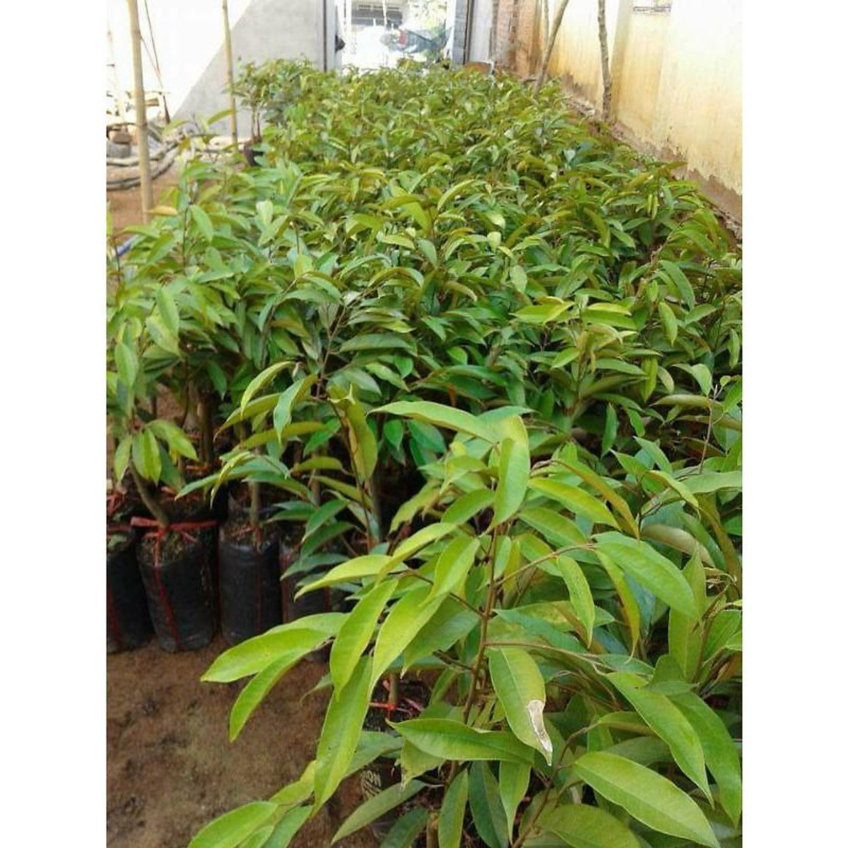 Cây giống sầu riêng monthon thái lan