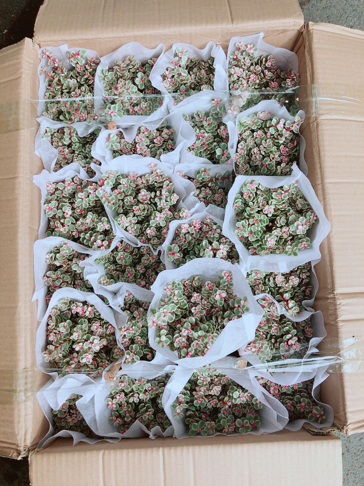 Sen Đá Nở Hoa