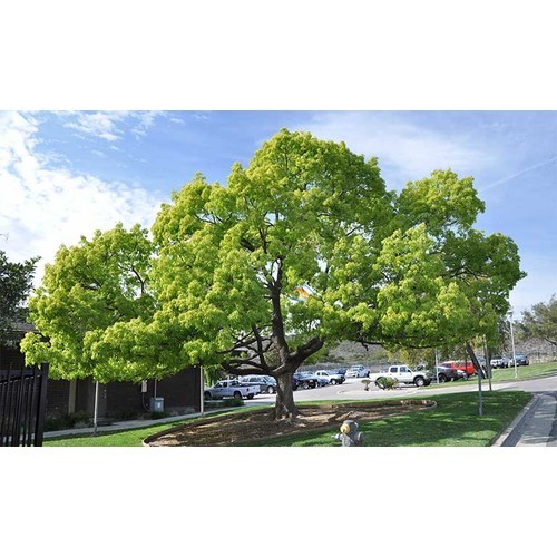 com bo 5 Cây giống long não