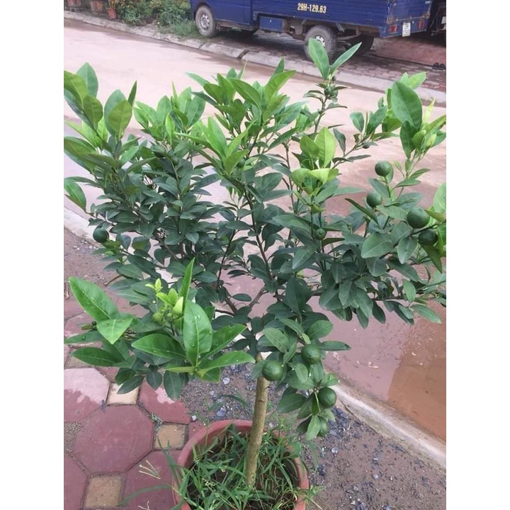 Cây chanh tứ quý trưởng thành cao 1m đang hoa quả (Ảnh thât)