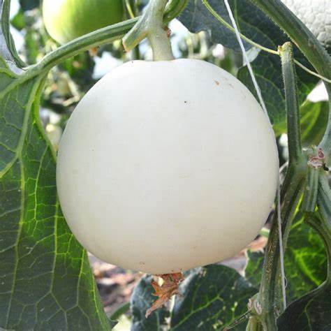 Hạt Giống Dưa Lê Bạch Tuyêt Quả Mọng (Gói 10 Hạt) - Dễ Trồng, Siêu Mọng