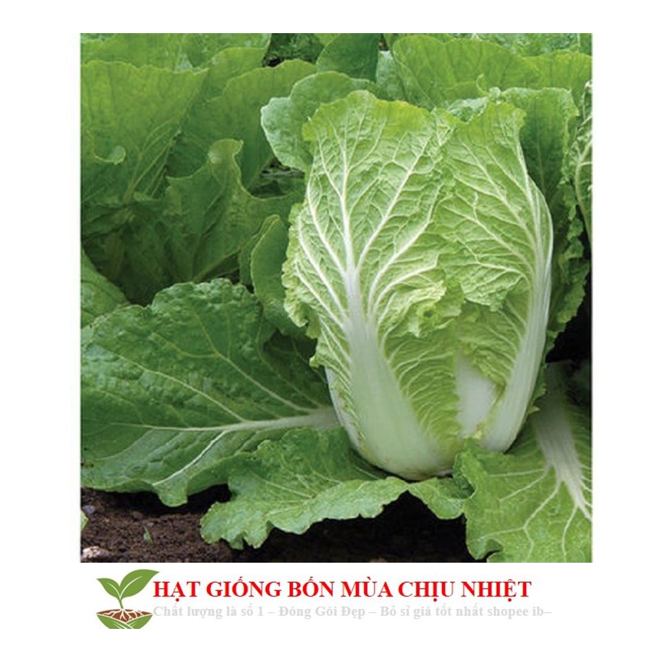 MA29F GÓI 50 HẠT GIỐNG CẢI THẢO