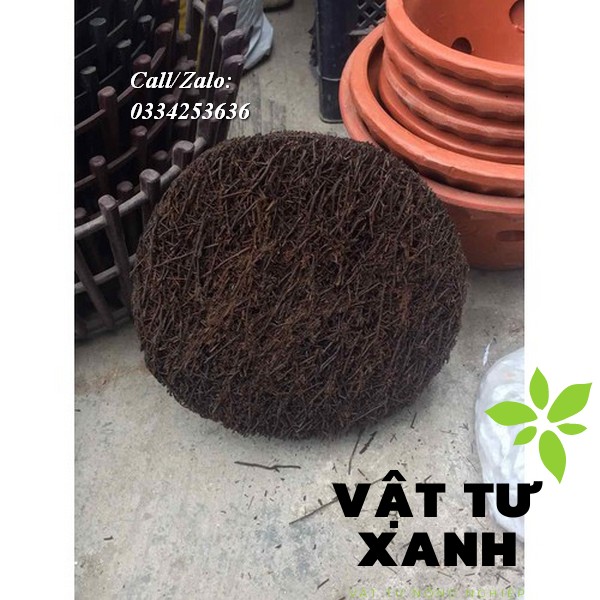 Dớn đĩa trồng lan đường kính 20cm