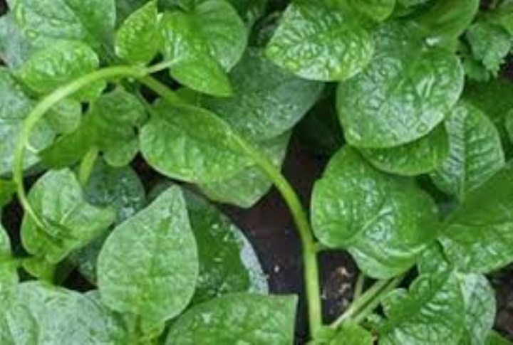 hạt giốnrau mùng tơi 10 gram