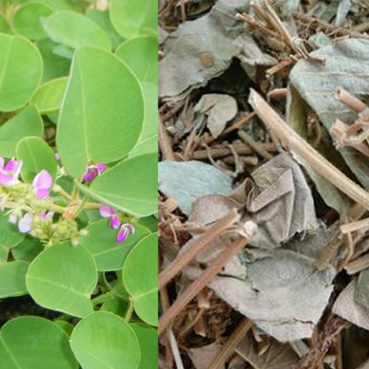 1kg kim tiền thảo phơi khô