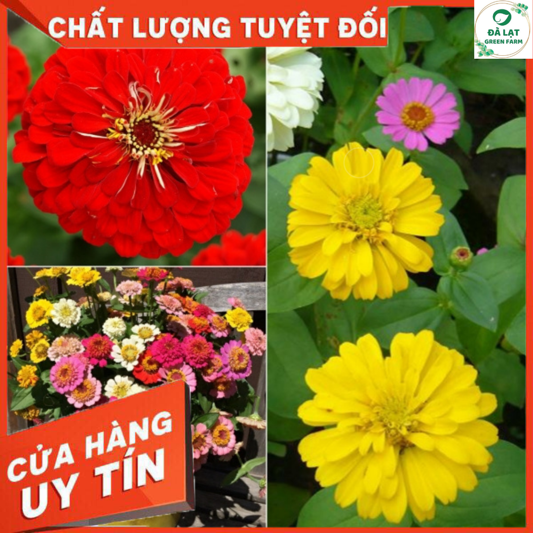 50H_HẠT GIỐNG CÚC LÁ NHÁM MIX MÀU (NẢY MẦM SIÊU CHUẨN)