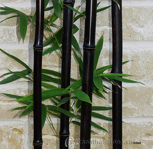 1 thân cây giống cây trúc đen (cây gốc size trung )