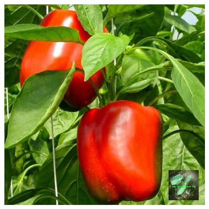 [Seeds] Hạt giống ớt chuông đỏ RD352, đóng gói 0.5gr (khoảng 50 hạt)
