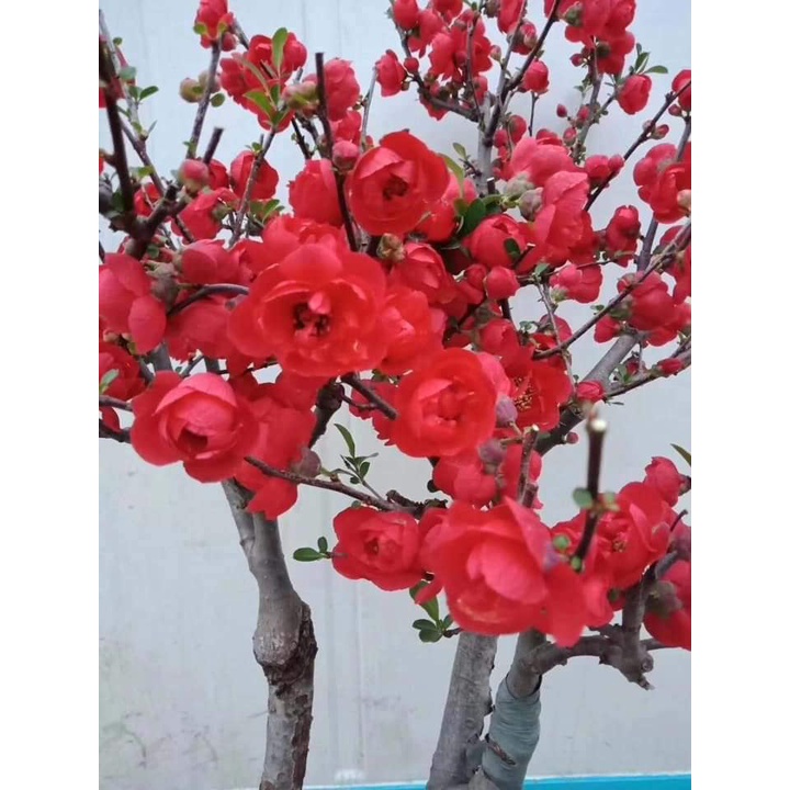 Hoa mai đỏ lùn bonsai Nhật Bản