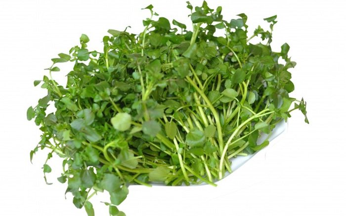 Hạt Giống Cải Xà Lách Xoong