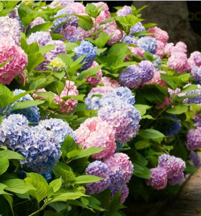 Mixed Color Hydrangea Seeds - 10 Seeds/Package