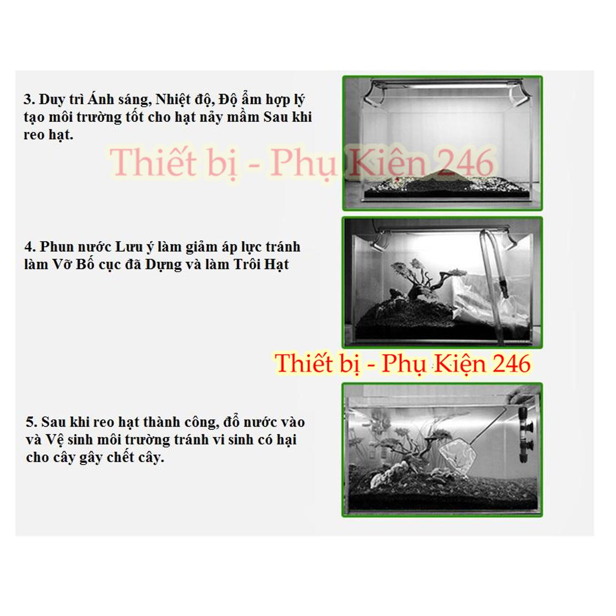 Hạt giống thủy sinh Cỏ ngưu mao chiên