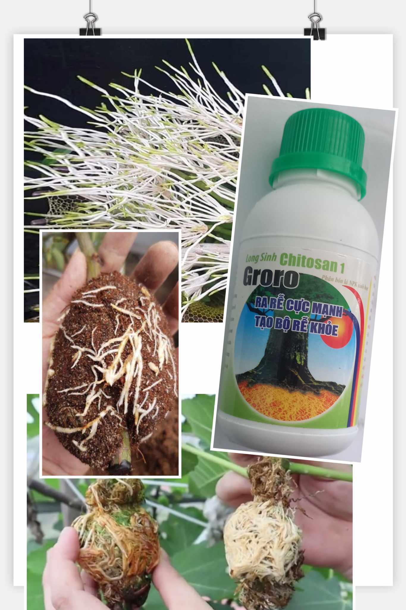Phân bón kích ra rễ cực mạnh Groro Chitosan (chai 100ml)