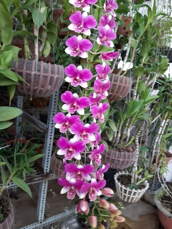 HOA LAN ĐỒNG TIỀN HỒNG