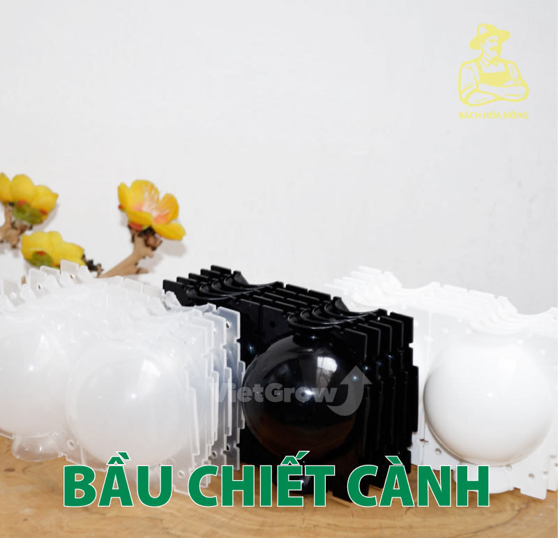 [HCM]Combo 3 Bầu chiết cành Croco - Size S (5cm), Màu Đen