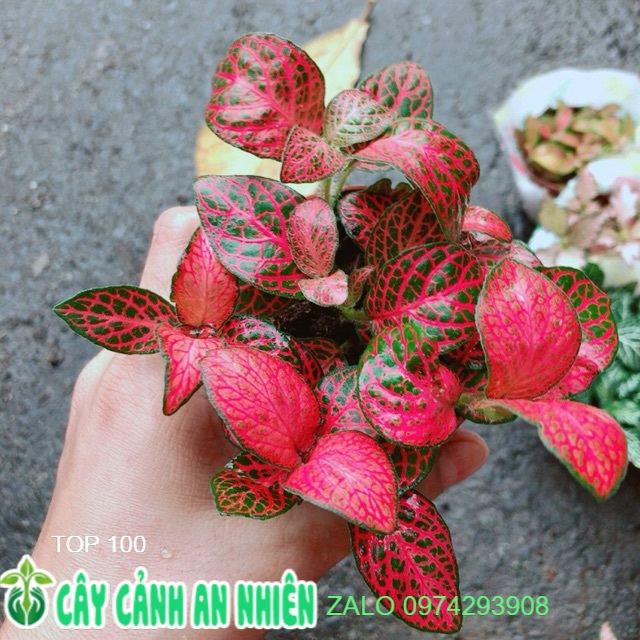 Cẩm Nhung Hồng Đậm