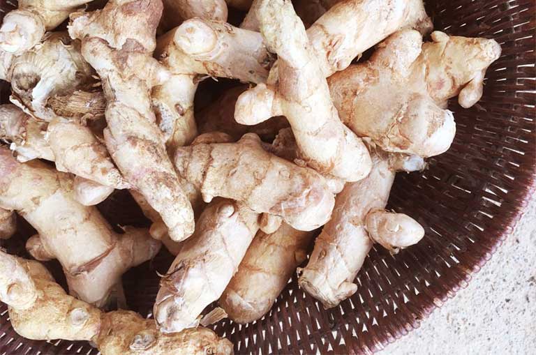 Cây nghệ trắng rừng