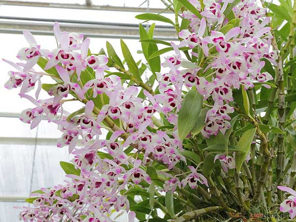 CÂY Lan denro hoa siêu đẹp giá siêu rẻ