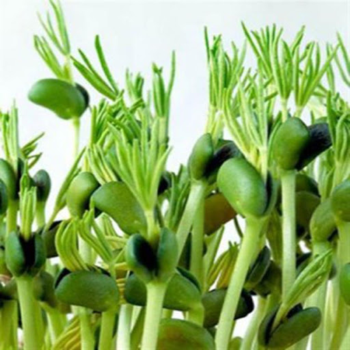 Hạt giống rau mầm đậu Hà lan VTS46 | Vạn Tín Store