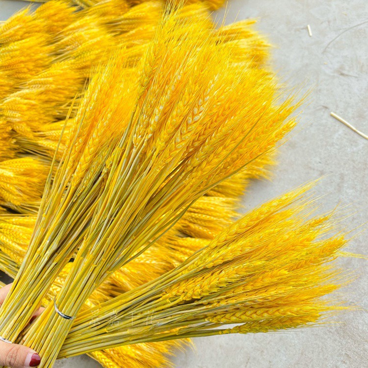 1 bó 100 cành lúa mạch vàng trang trí nhà cửa