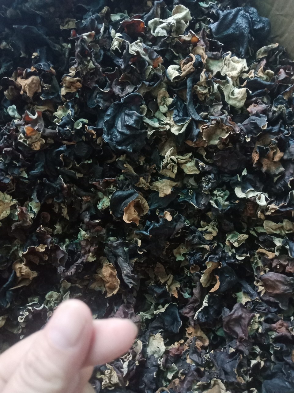 MỘC NHĨ RỪNG 100GR giòn thơm sạch chân