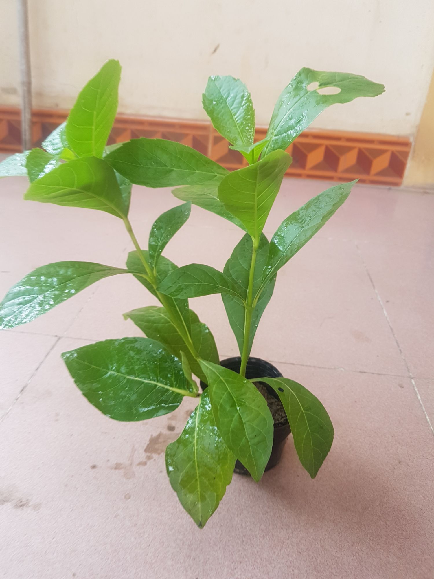 Hoa Thanh Điệp(Hoa Cánh Tiên)