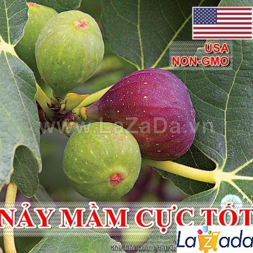 10h Hạt Giống Sung Mỹ USA (B3.304| A2*X34*M242)