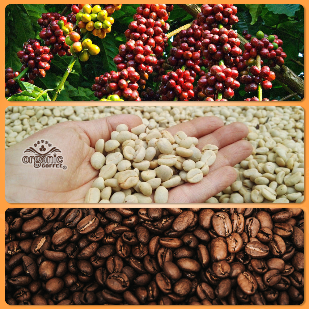 [HCM]Cà Phê Pha Phin Robusta Gói 500gram – VN1 - Organic Cofee