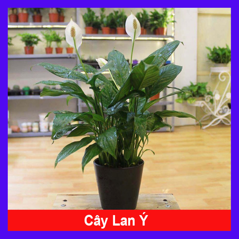 Cây lan ý - Cây cảnh để bàn