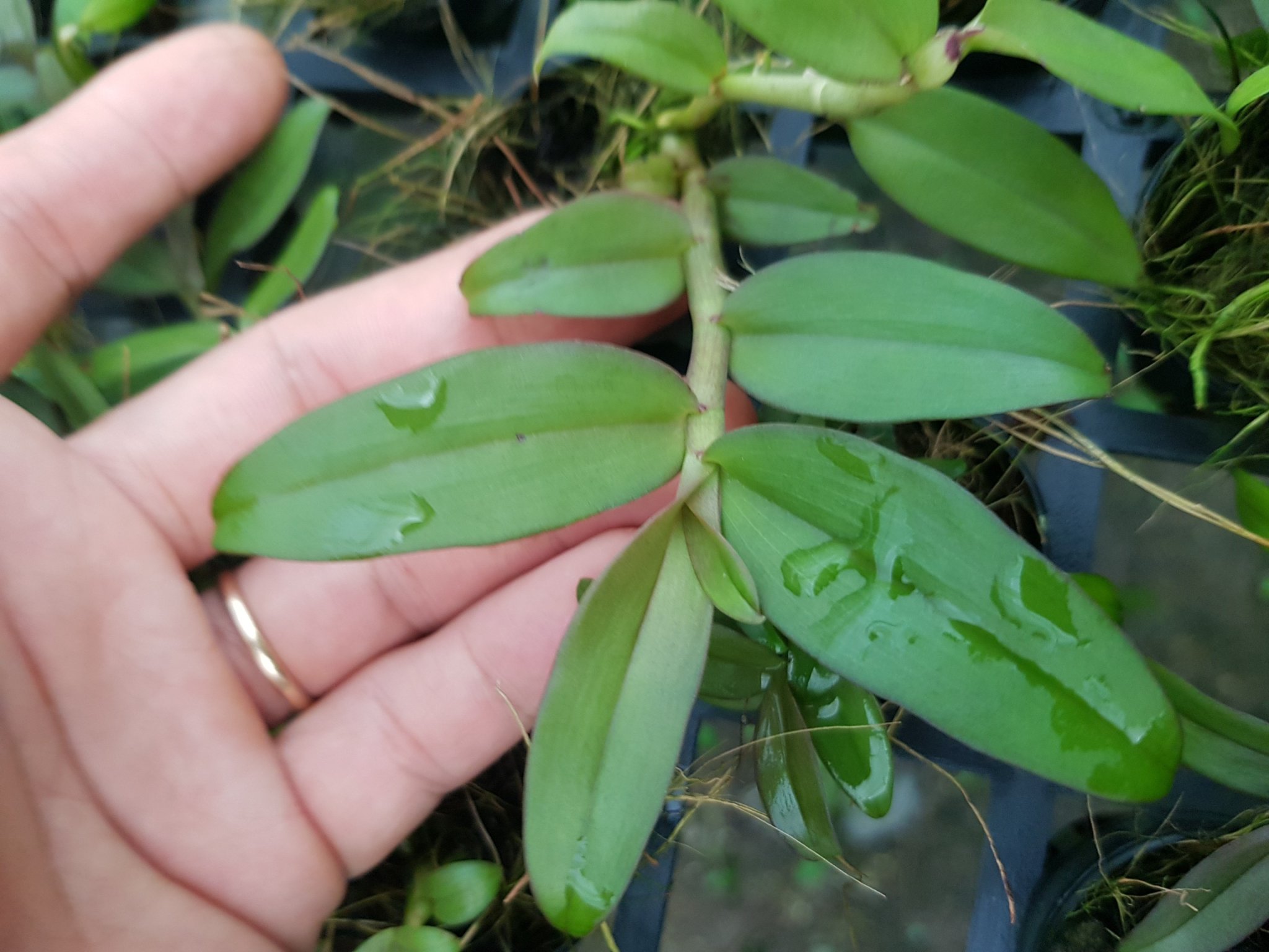 [Siêu Sale] phi điệp mắt đỏ hòa bình