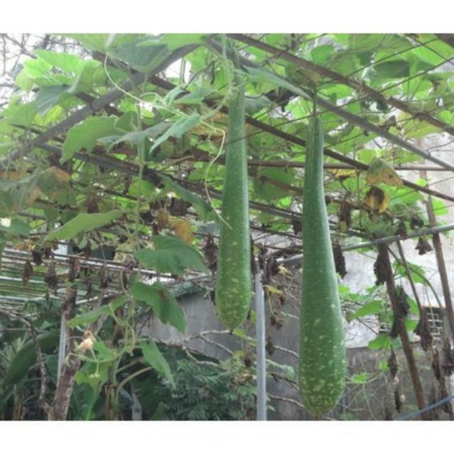MA33B [GIÁ GỐC] Hạt giống bầu sao quê quả dài - 10 hạt
