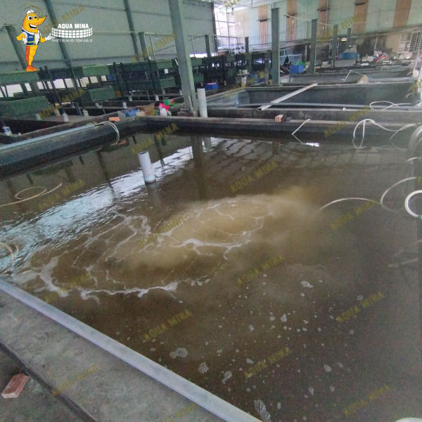 Đầu phun vi bọt khí VENTEK 301