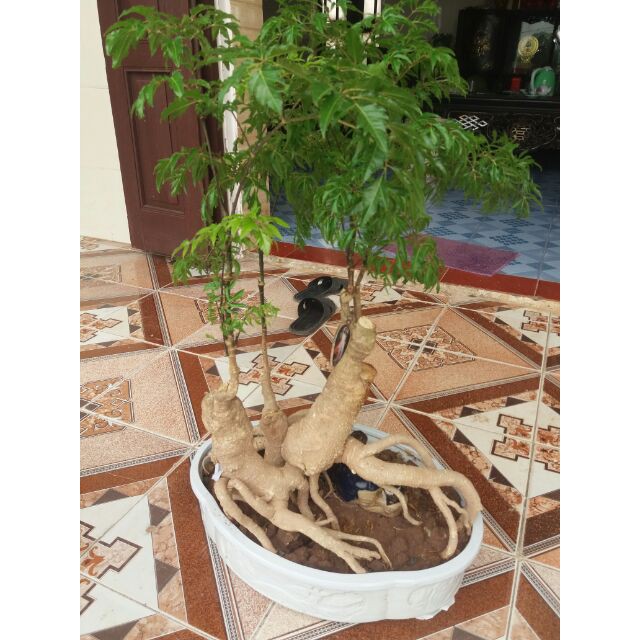 Đinh Lăng Bonsai - Đinh Lăng nếp (lá nhỏ)