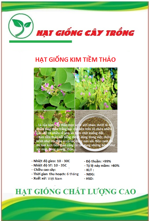 Hạt giống kim tiền thảo - gói 50 hạt
