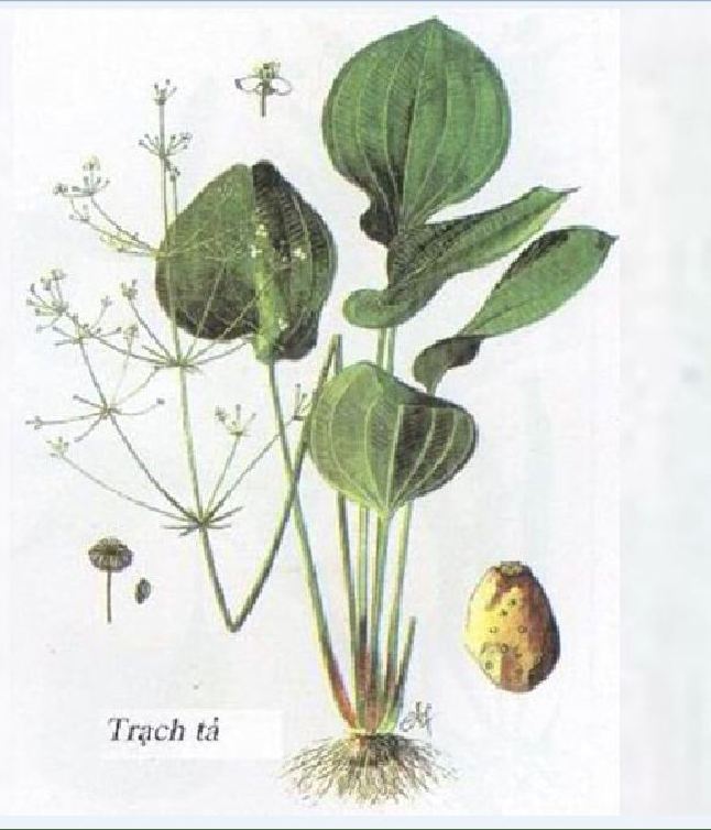 Hạt giống trạch tả - ( cây dược liệu 50 hạt)