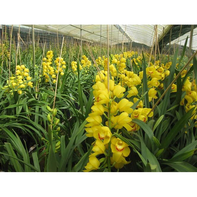 NGUYÊN CHẬU Hoa Địa Lan Santo HOA NỞ TẾT CÓ ĐỦ 10 MÀU