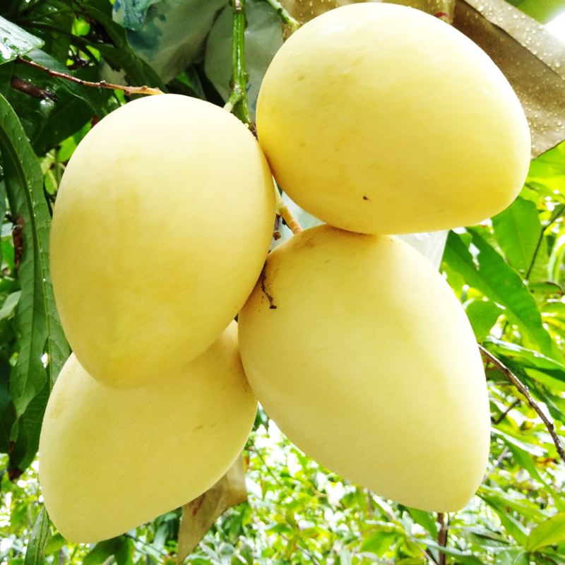 Cây giống xoài cát chu cao lãnh