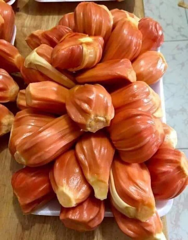 Cây giống Mít Ruột Đỏ sơ đỏ GFHGFH